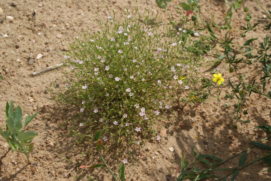 Качим постенный Песколюбка