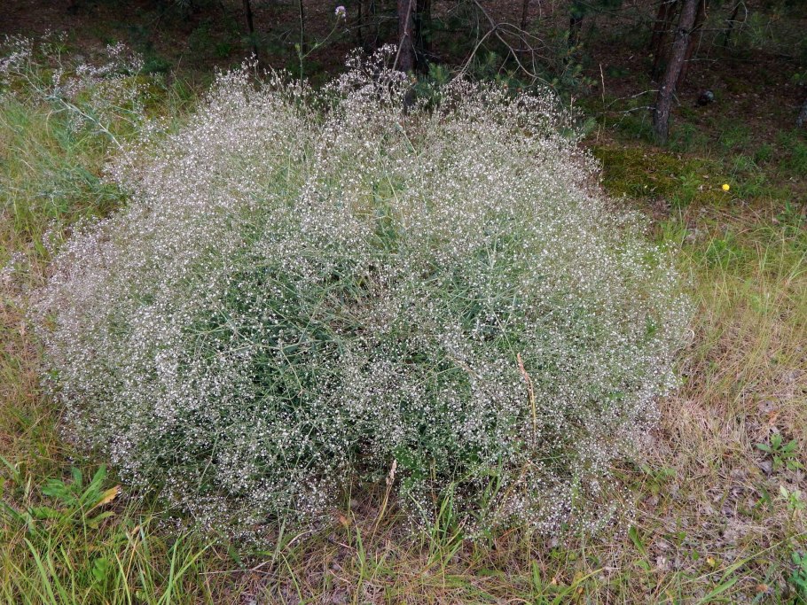Гипсофила метельчатая (Gypsophila paniculata)
