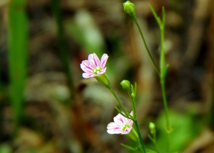 Качим постенный Плантариум