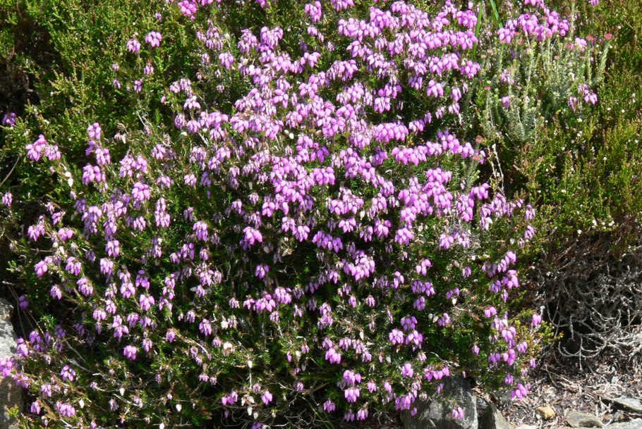 Качим метельчатый гипсофила Паникулята