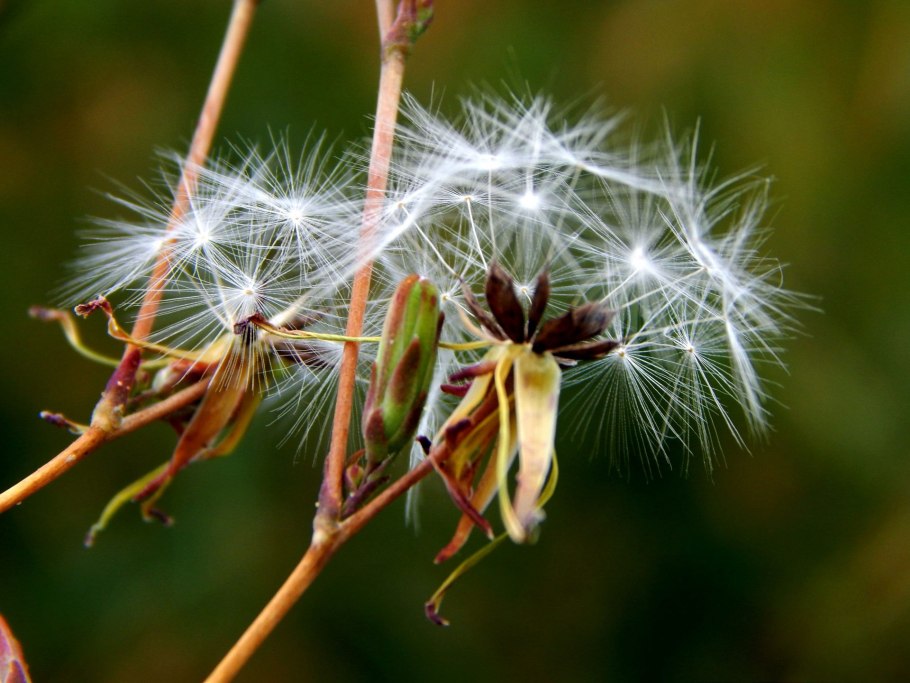 Семена одуванчиков