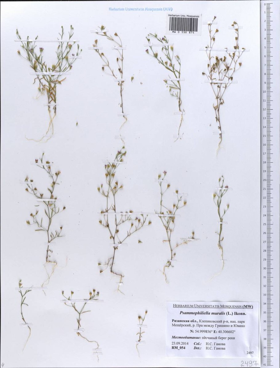 Качим метельчатый гипсофила Паникулята