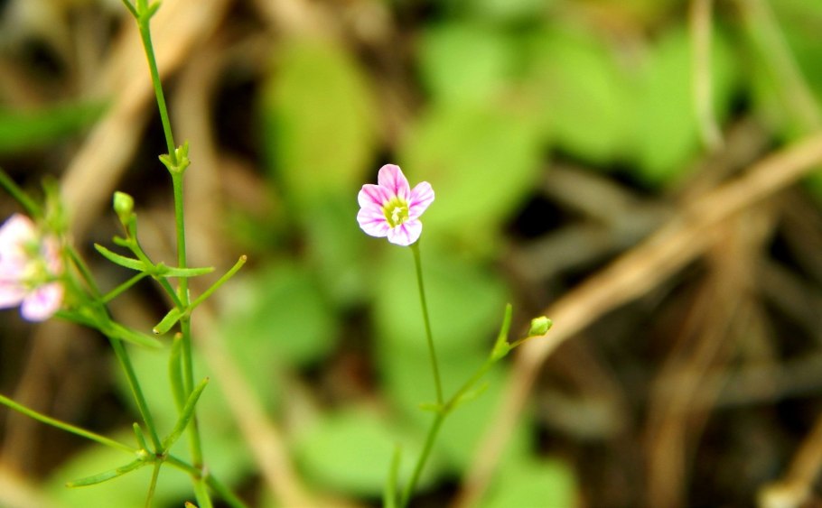 Качим пронзеннолистный