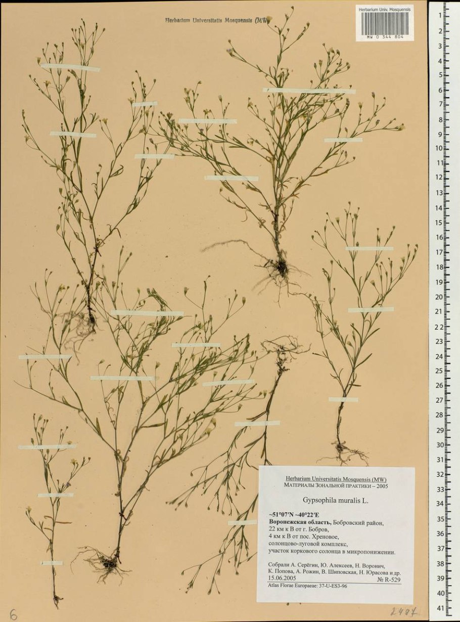 Качим Патрэна – Gypsophila patrinii ser.*