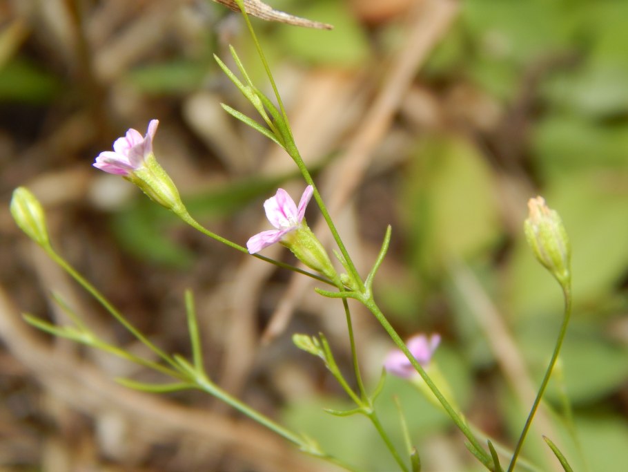 Гипсофила метельчатая рассада