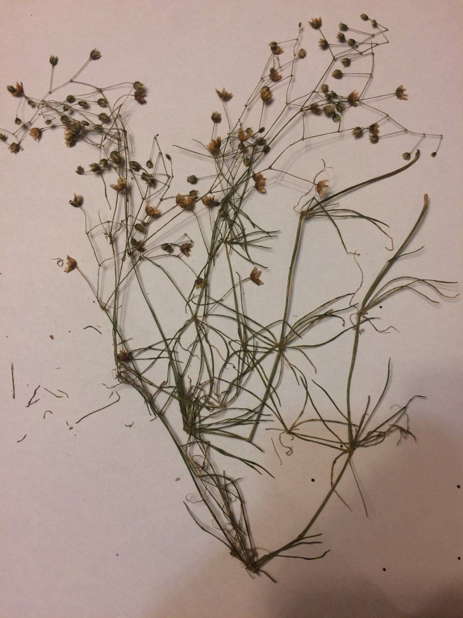 Гербарий Качим постенный