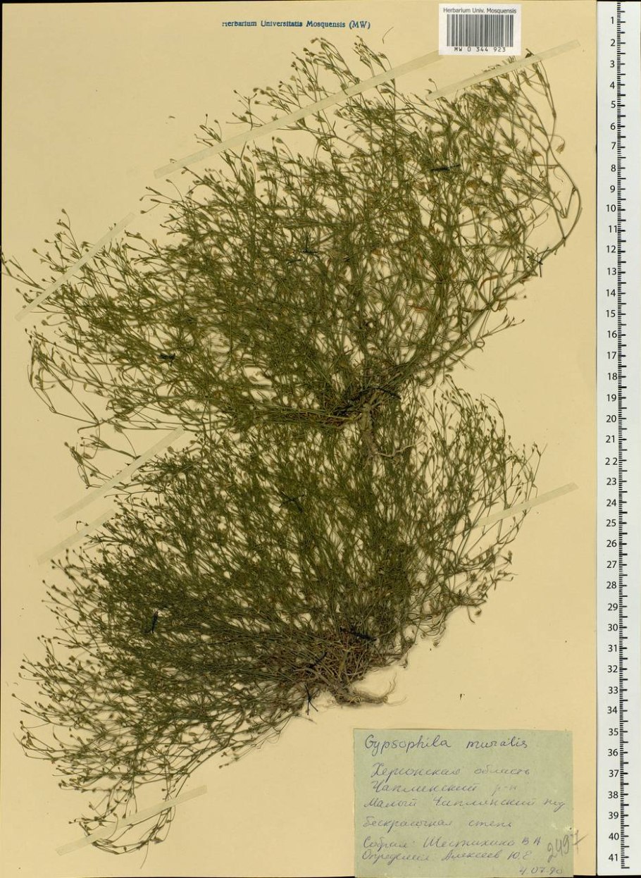 Качим метельчатый Gypsophila paniculata
