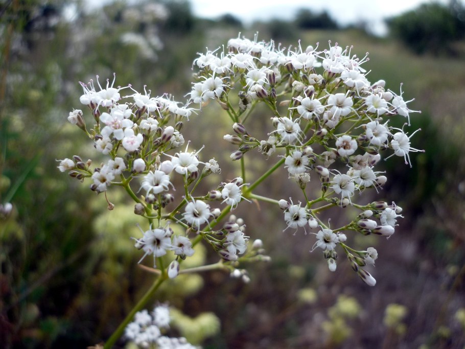 Перекати-поле качим метельчатый (gypsophila paniculata)