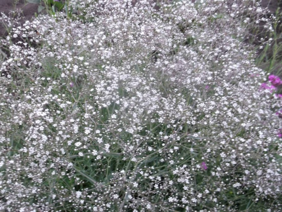 Качим пронзеннолистный