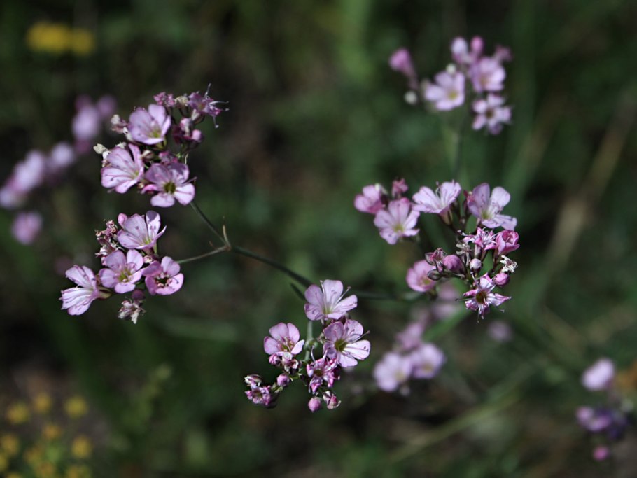 Костенец рута постенная строение