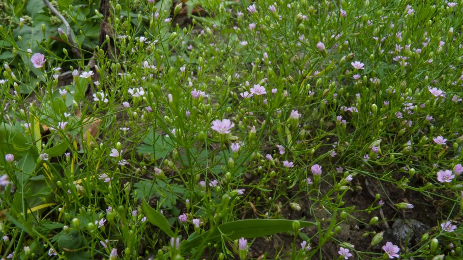 Плантариум определитель растений