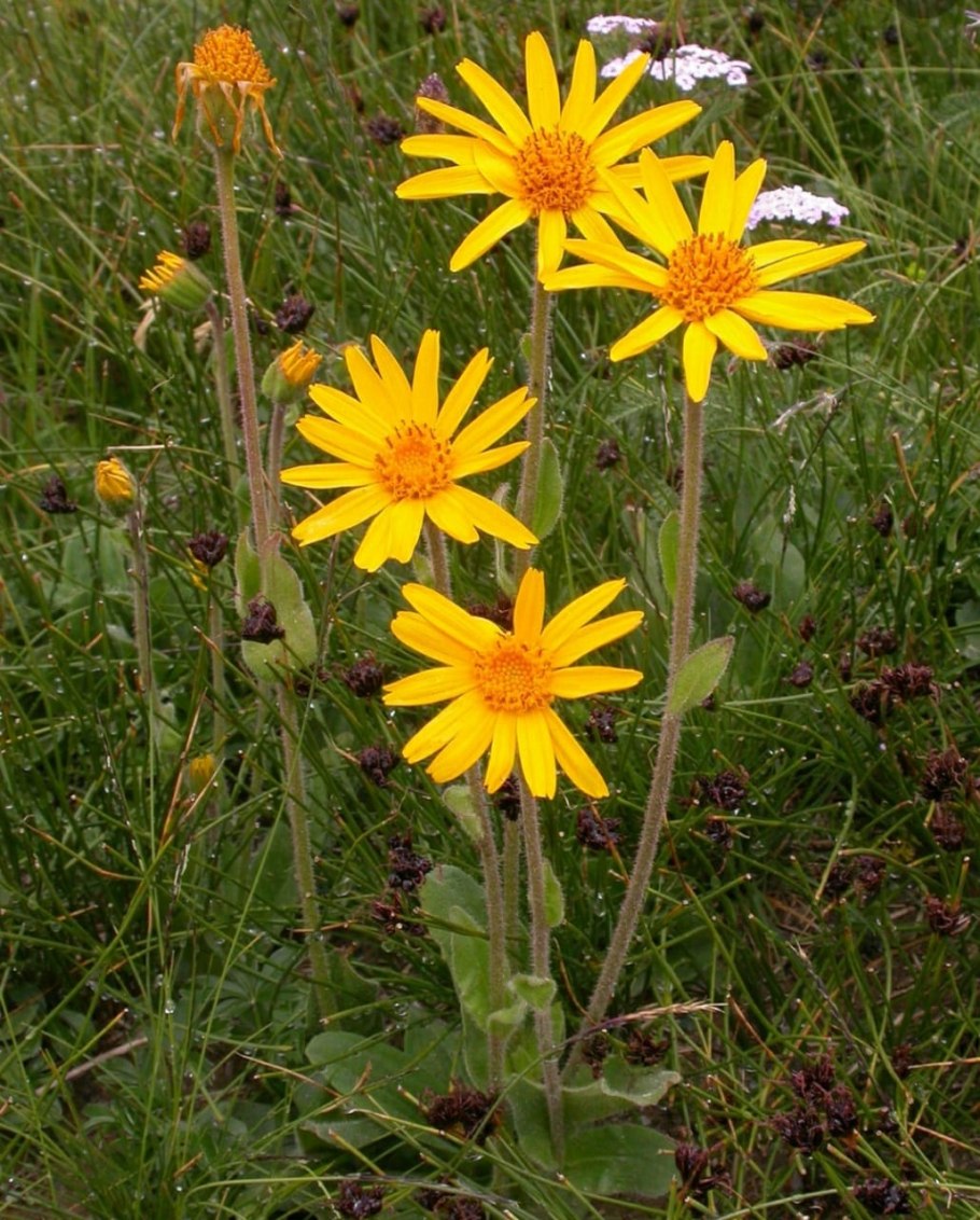 Гипсофила метельчатая (Качим)