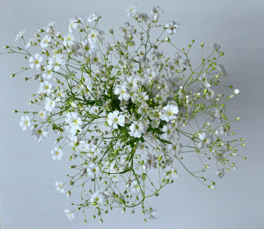 Gypsophila Fastigiata