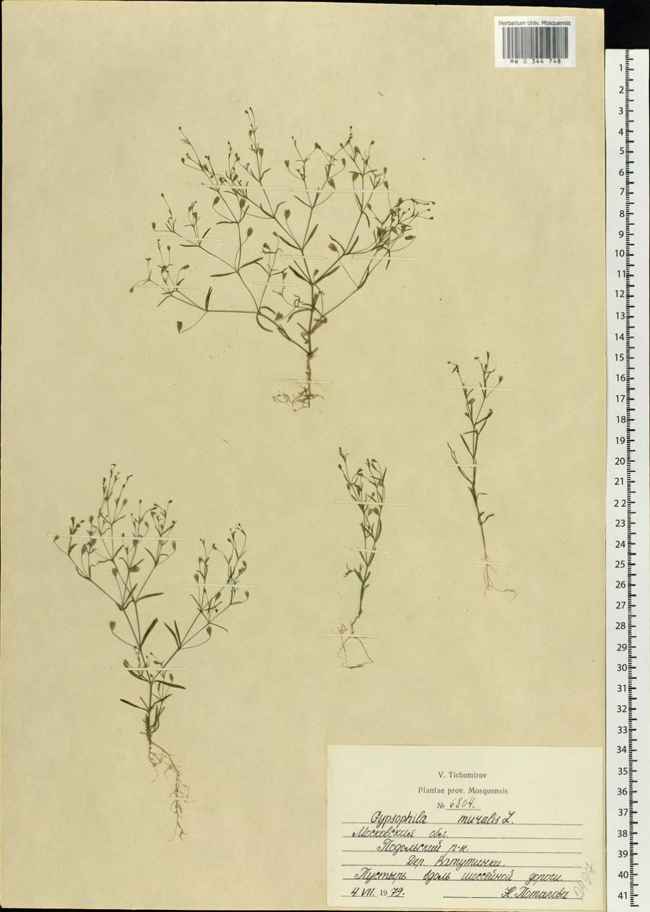 Кустарниковые медоносы Урала