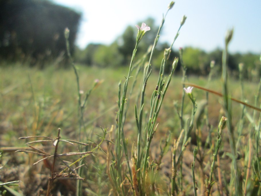 Качим постенный