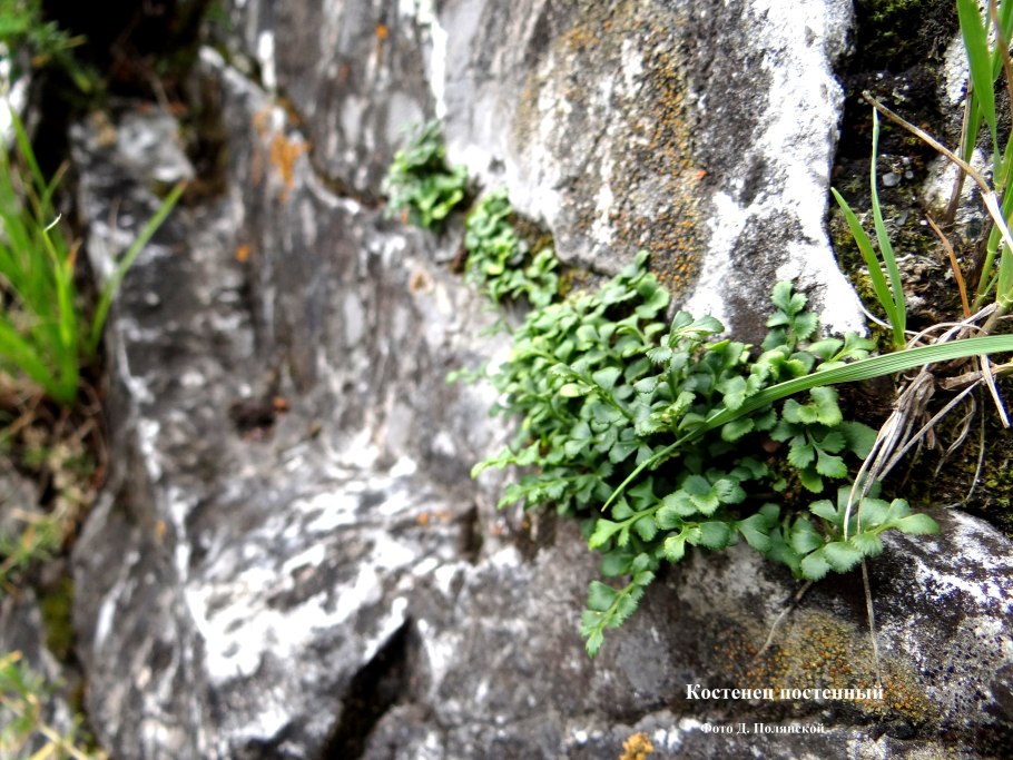 Качим метельчатый