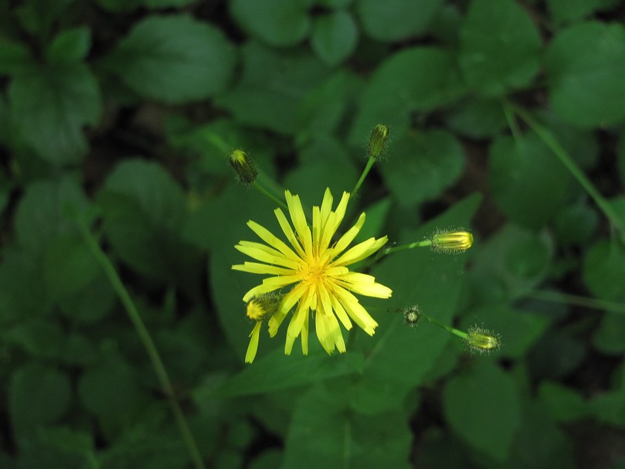 Гипсофила Мирабелла