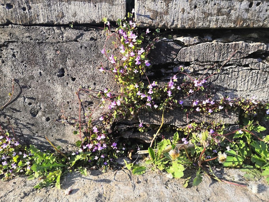 С лечебной целью используют корни, траву, семянки, Млечный сок.
