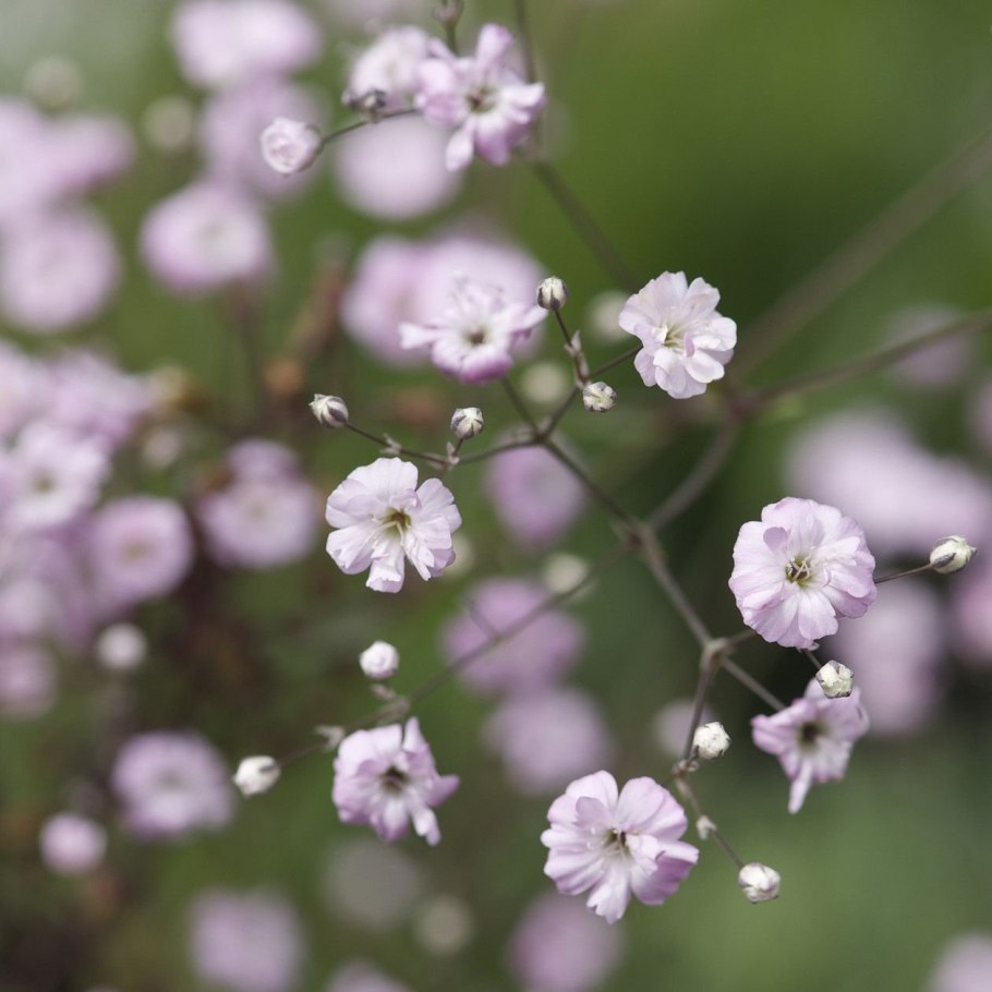 Цимбалярия ампельная