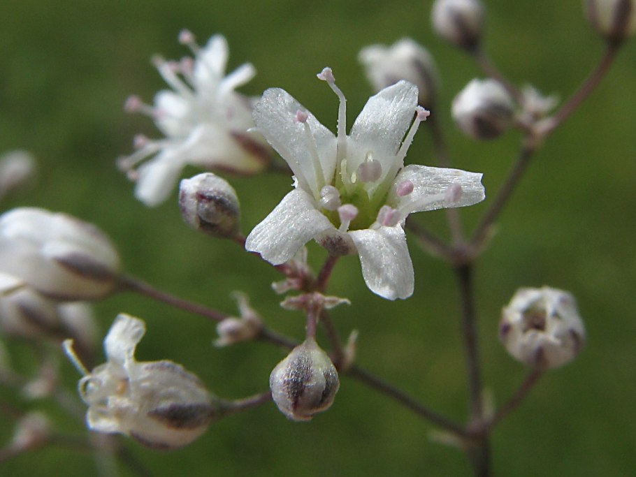 Качим гипсофила