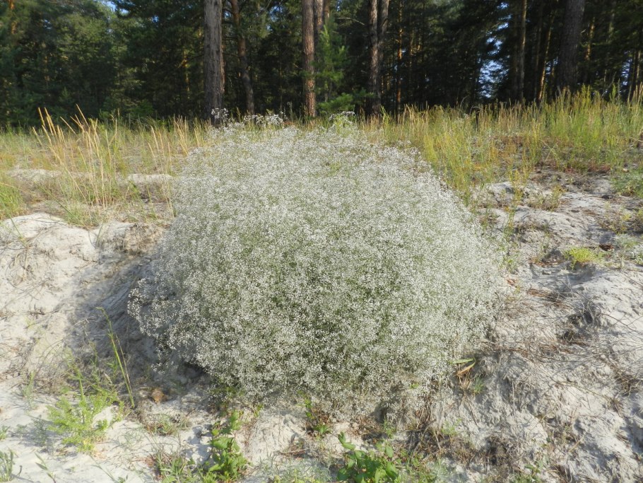 Гипсофила метельчатая паникулата