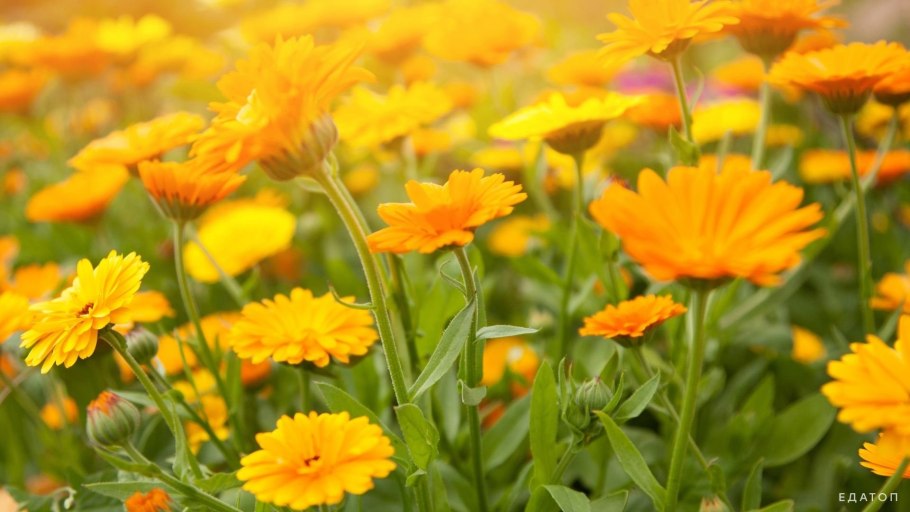 Восходы календулы