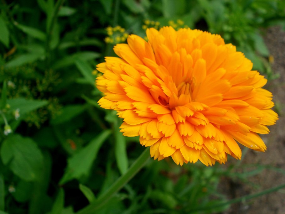 Календула зонненштайн