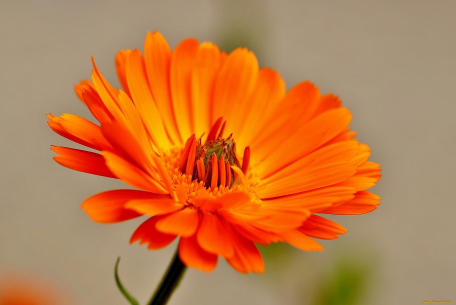 Цветы календула гибриды Росса