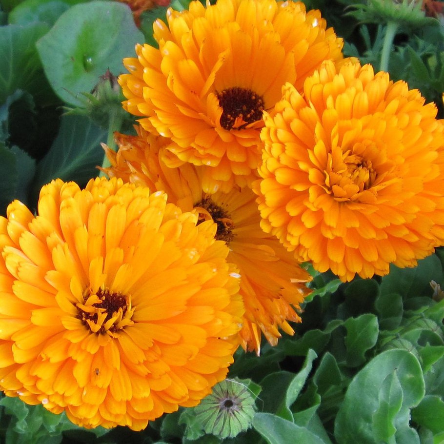 Календула и циния