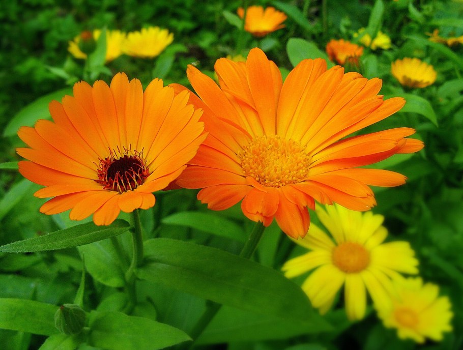 Календула Полевая