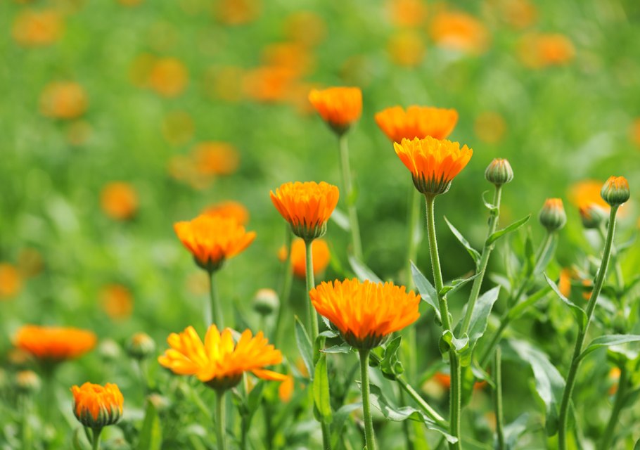 Оранжевая ветка