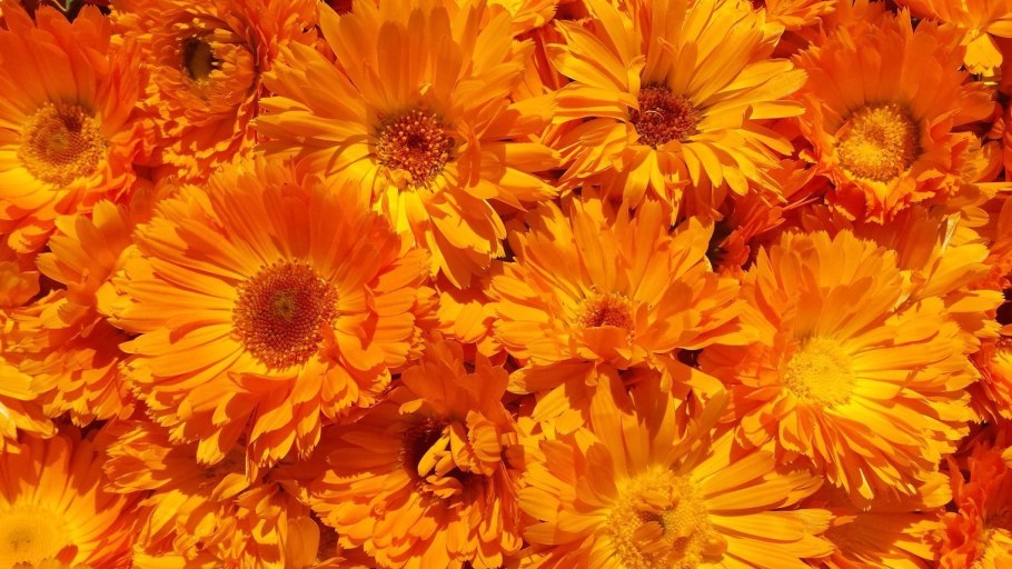 Календула Кальта