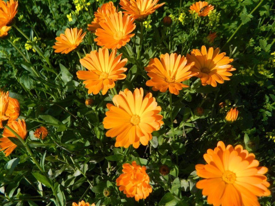 Ноготки календула