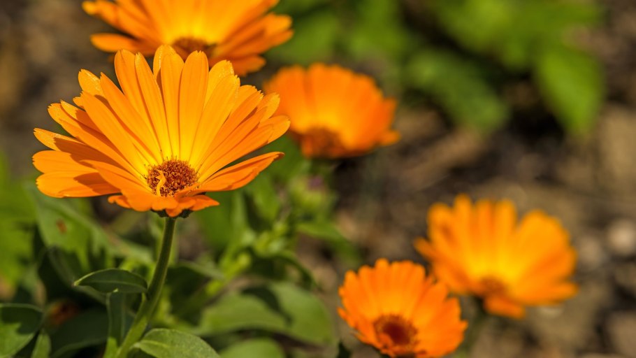 Календула лекарственная Пацифик