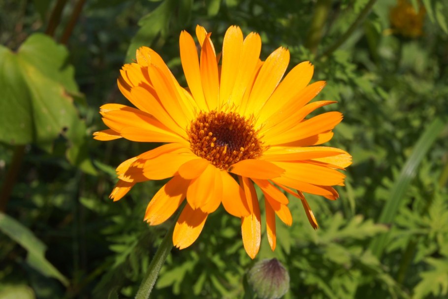 Calendula officinalis l. календула лекарственная