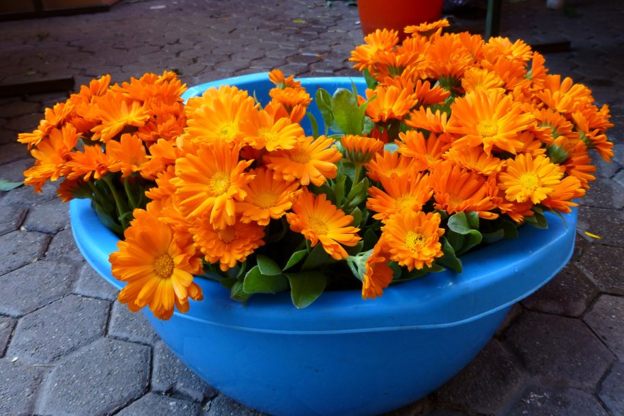 Календула на клумбе