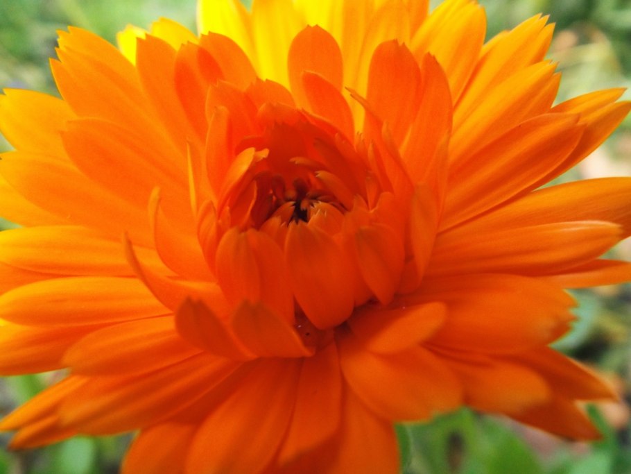 Календула отцвевшая