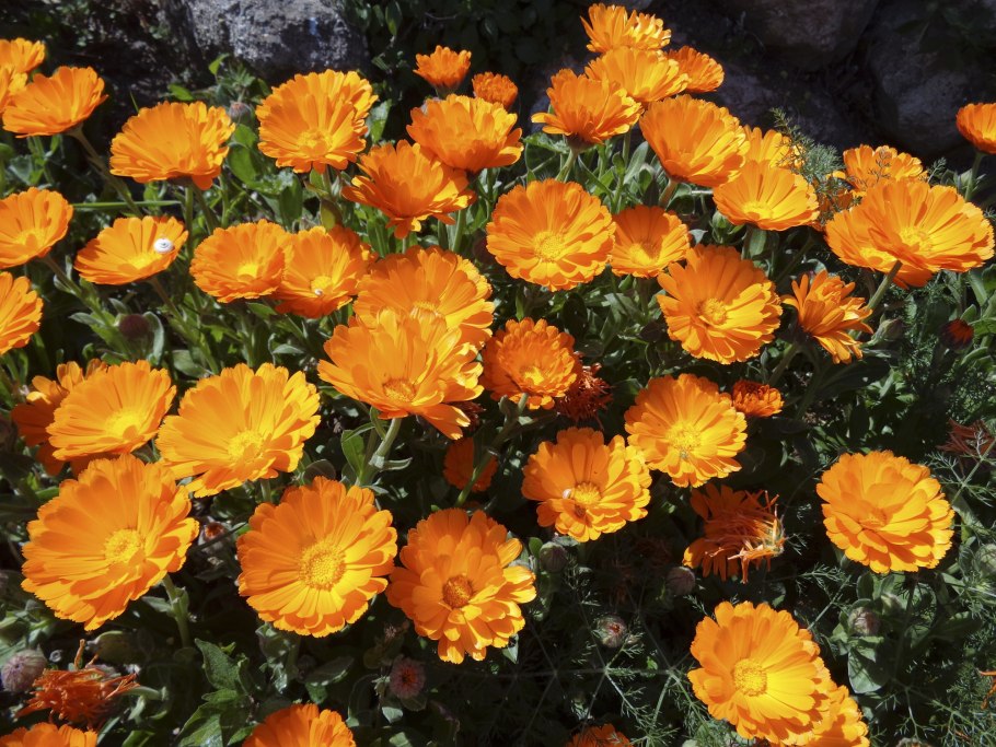 Бархатцы Marigold Bonanza Mix цветы