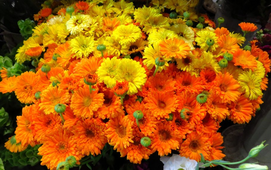 Календула ред девил