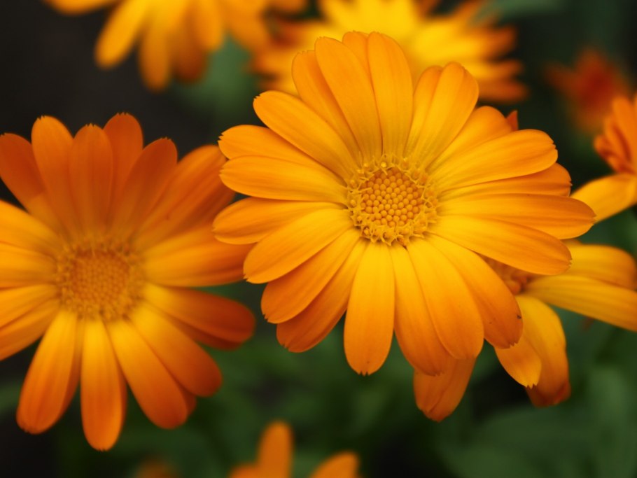 Оранжевый цветок календула