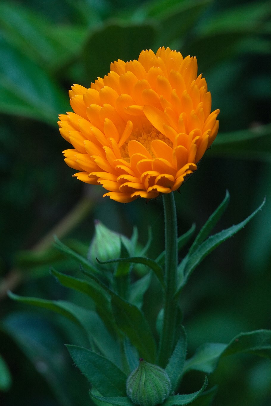 Calendula officinalis