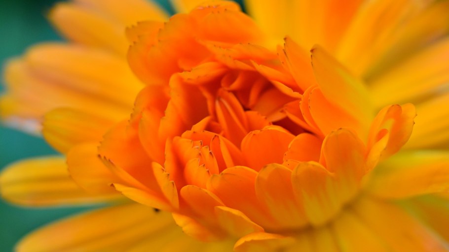 Календула цвет