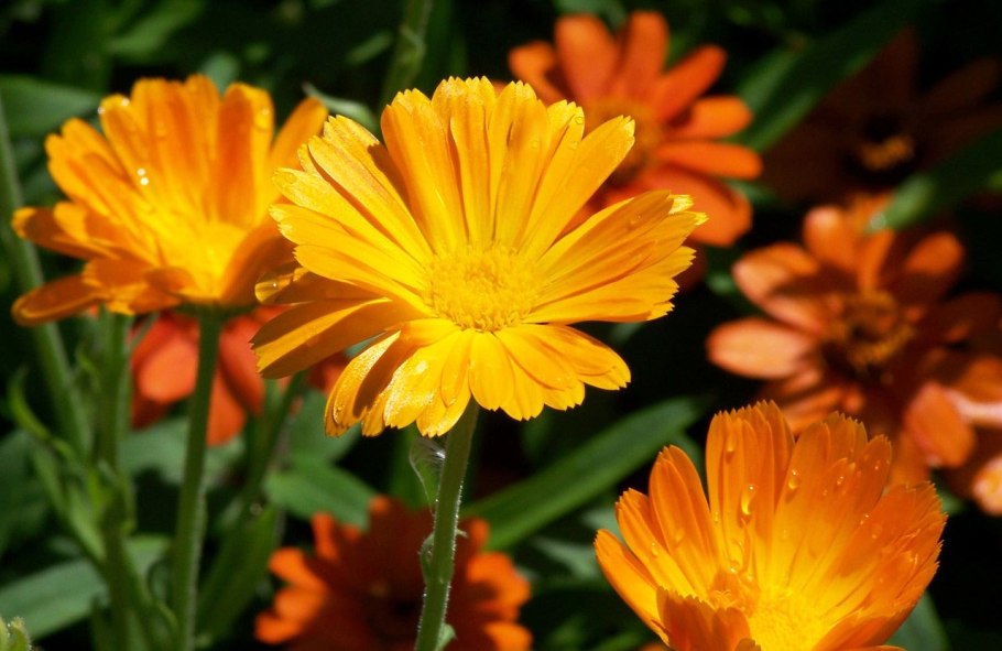 Календула Пацифик оранжевая красавица