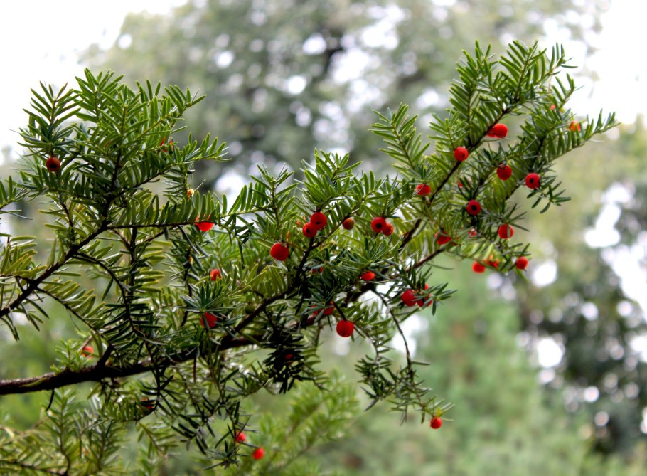Тисс Taxus baccata