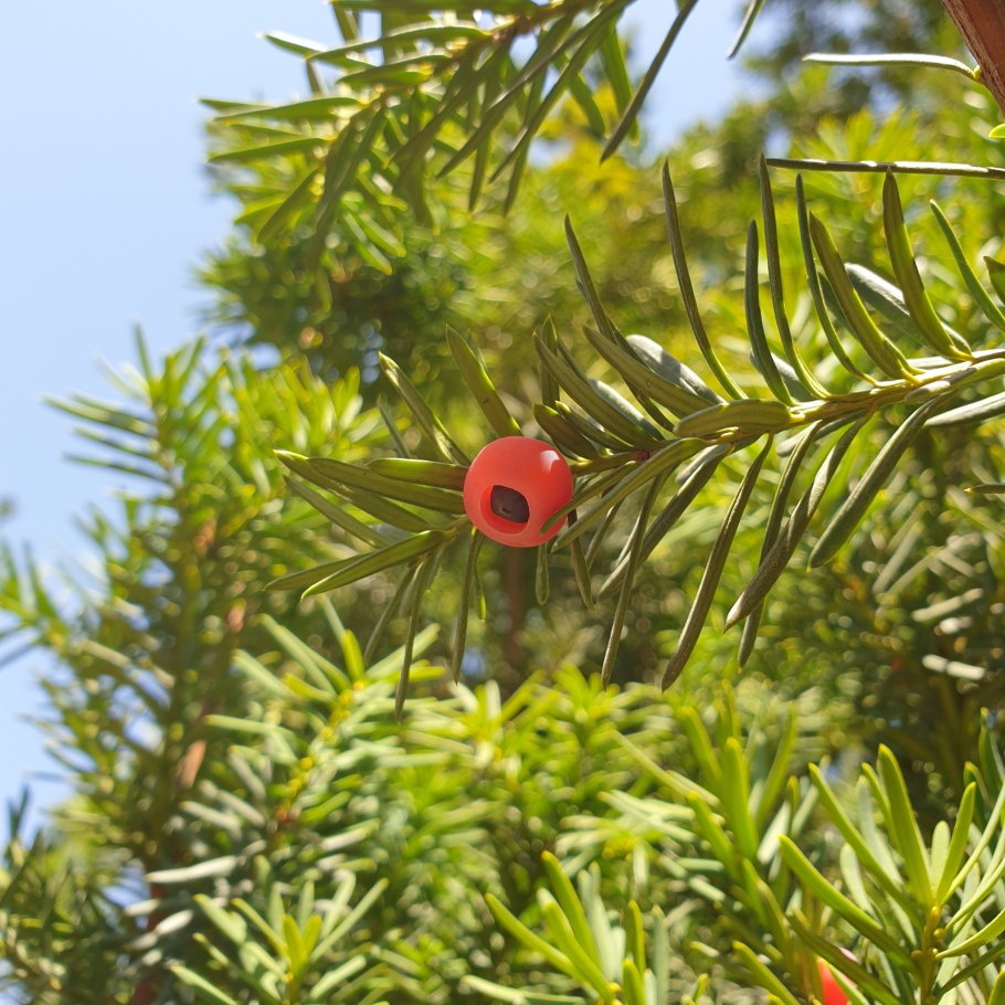 Тисс ягодный