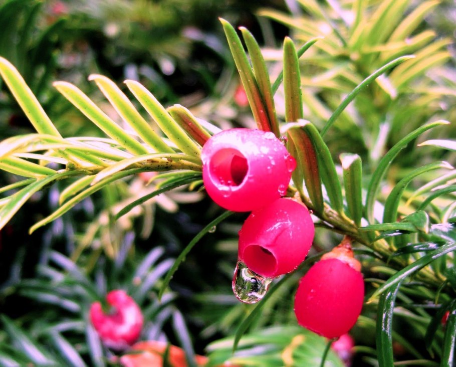 Тис ягодный (Taxus baccata David p9)