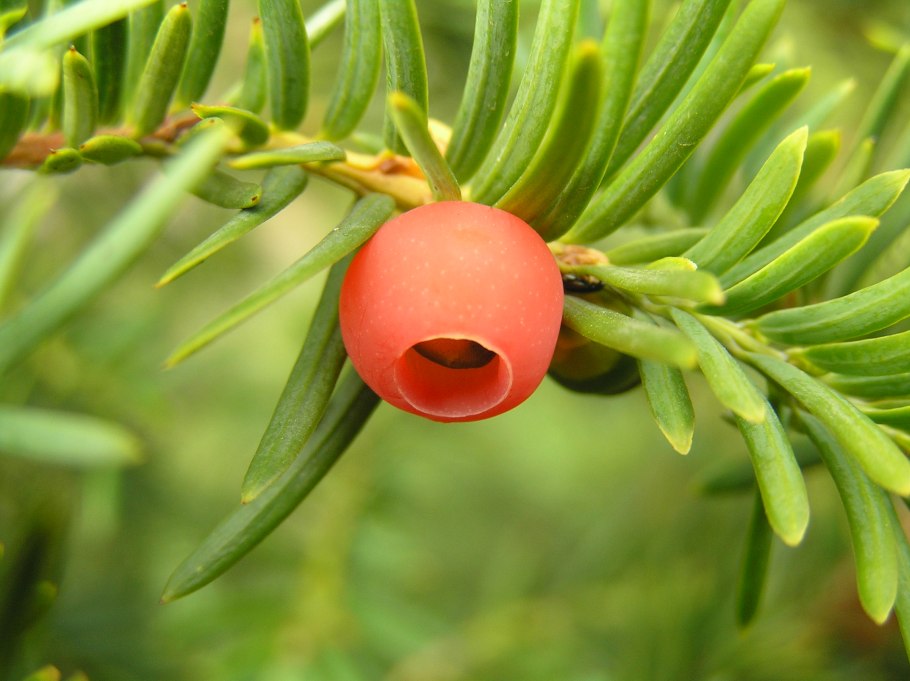 Тис ягодный taxus baccata