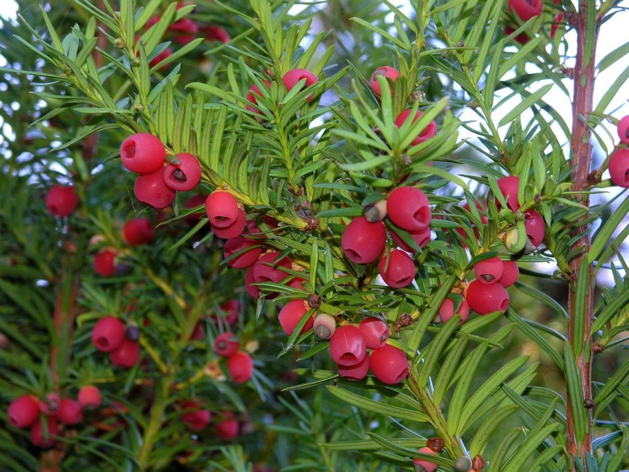 Тис ягодный Taxus baccata elegantissima