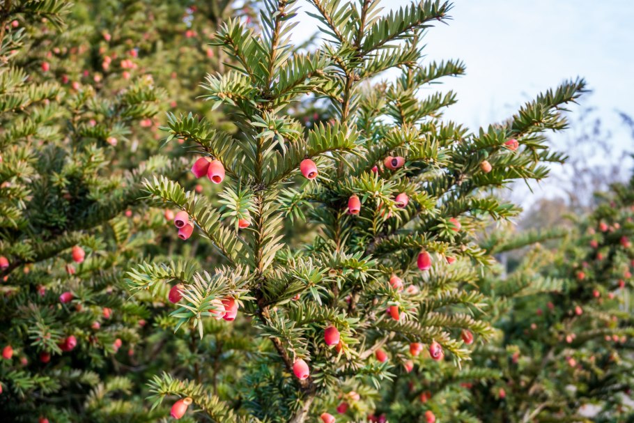 Тисс taxus baccata