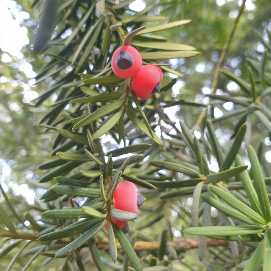 Тисс ягодный (taxus baccata